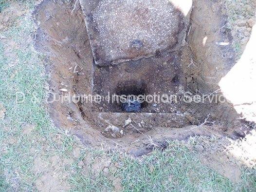 Roots in Septic Inspection 